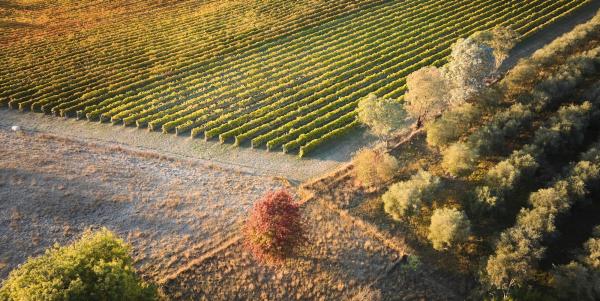澳大利亚首都领地堪培拉葡萄酒产区