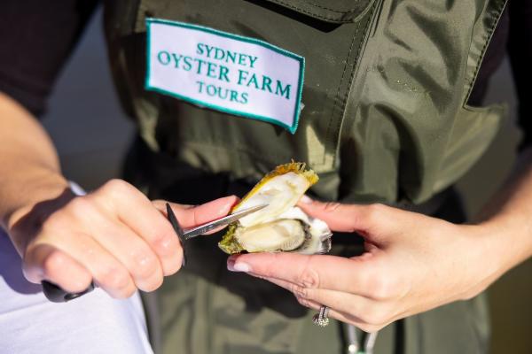 澳大利亚新南威尔士州悉尼生蚝农场