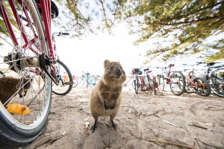 拍摄于西澳大利亚州罗特尼斯岛（Rottnest Island）的短尾矮袋鼠（Quokka）