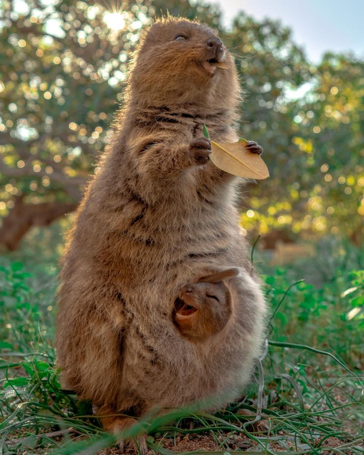 西澳大利亚州罗特尼斯岛（Rottnest Island）的短尾矮袋鼠 （图片来源：@@cruzysuzy @meiji_nguyen）