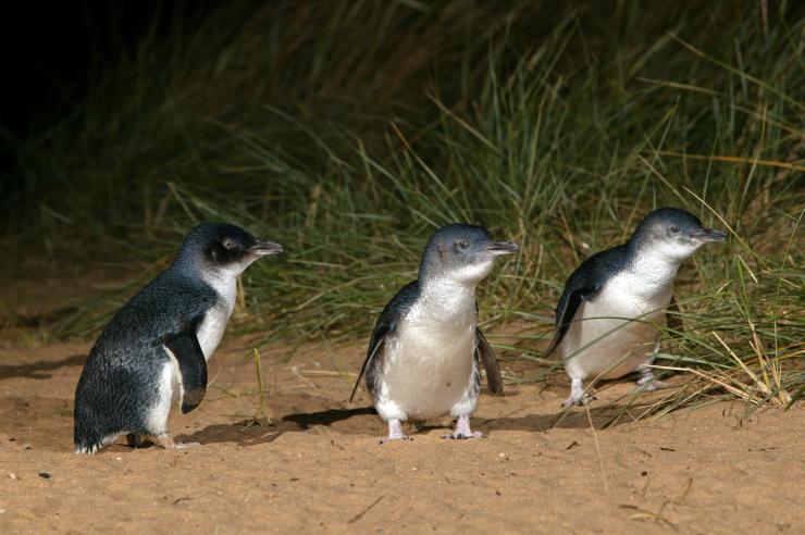 维多利亚州菲利普岛（Phillip Island）企鹅归巢 （图片来源：Phillip Island Nature Park）