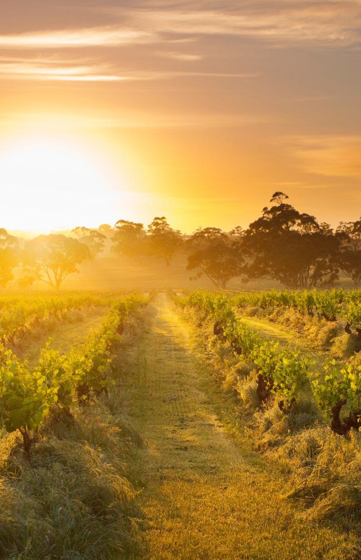 南澳大利亚州,芭萝莎谷,埃德斯通山葡萄园,亨德尔 © Henschke and Co. 版权所有 南澳大利亚州,芭萝莎谷,埃德斯通山葡萄园,亨德尔 © Henschke and Co. 版权所有