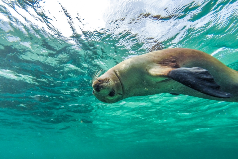 南澳大利亚州，艾尔半岛，拜尔得湾，与海狮一起游泳 © 南澳大利亚旅游局版权所有