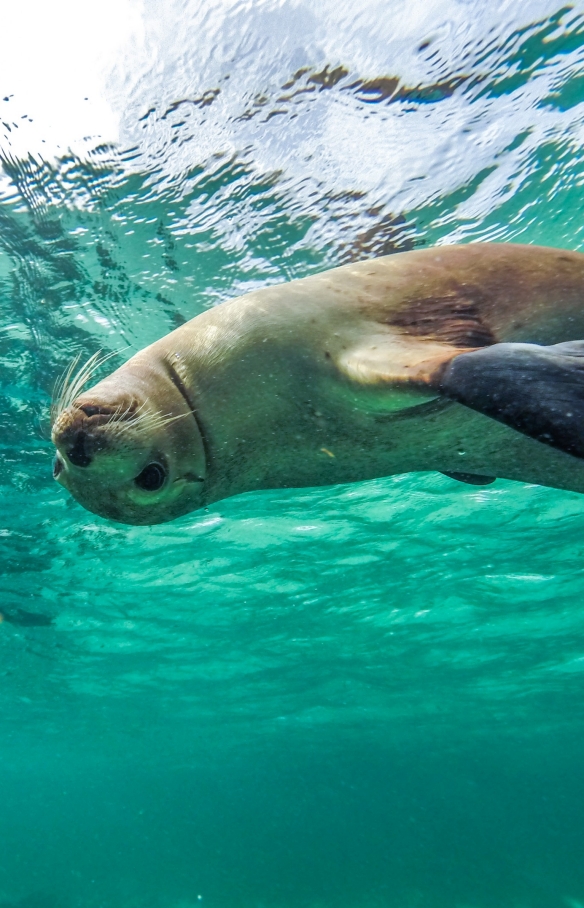 南澳大利亚州，艾尔半岛，拜尔得湾，与海狮一起游泳 © 南澳大利亚旅游局版权所有