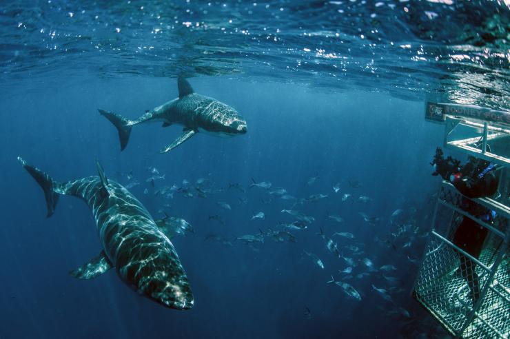 南澳大利亚州，林肯港，Rodney Fox Shark Expeditions ©Sam Cahir 版权所有