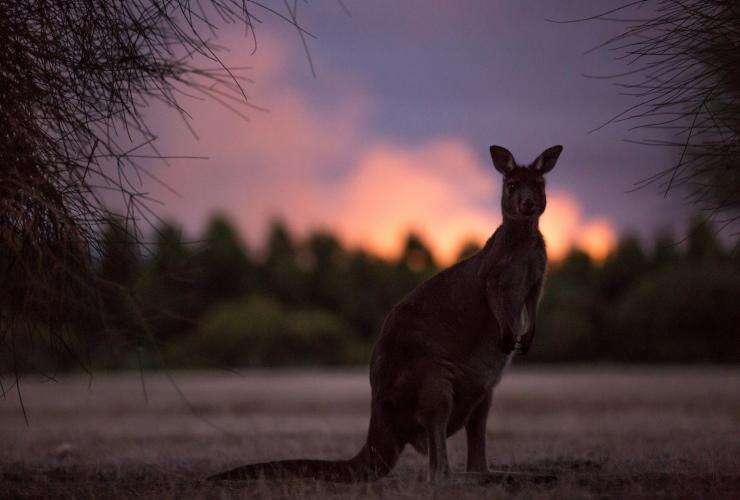 南澳大利亚，袋鼠岛，汉森湾野生动物保护区（Hanson bay Wildlife Sanctuary）© 澳大利亚旅游局版权所有