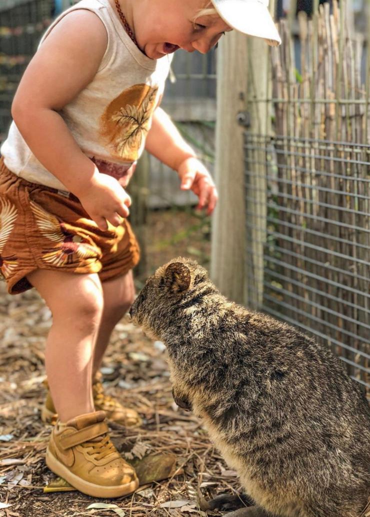 南澳大利亚州，阿德莱德，男孩与阿德莱德动物园里的短尾矮袋鼠 © Carissa Wright 版权所有