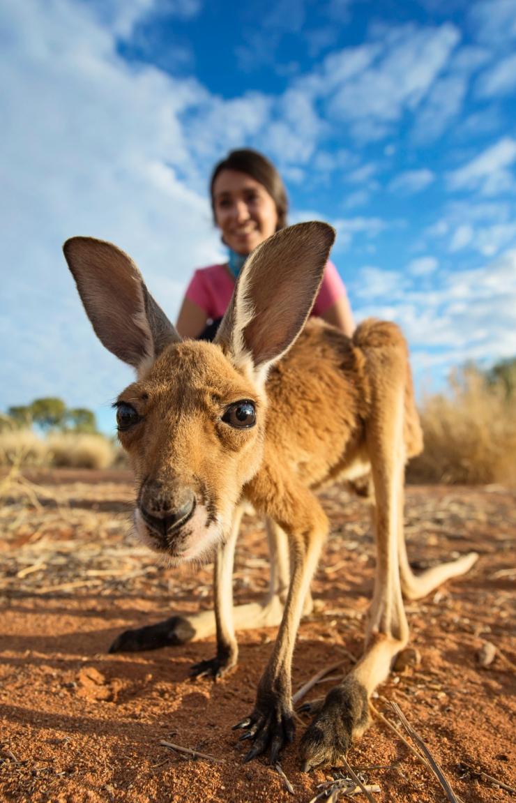 北领地，爱丽斯泉，袋鼠保护区 © Tourism NT/Shaana McNaught