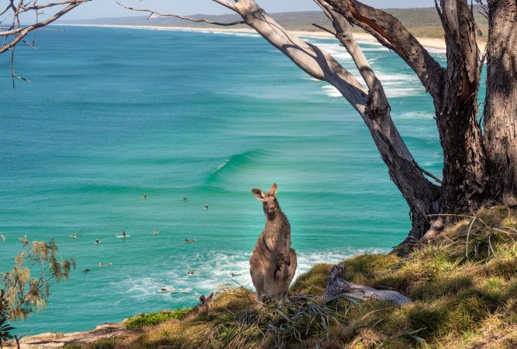 昆士兰州，坐在北斯德布鲁克岛上北峡步道附近的袋鼠 © 澳大利亚旅游局版权所有