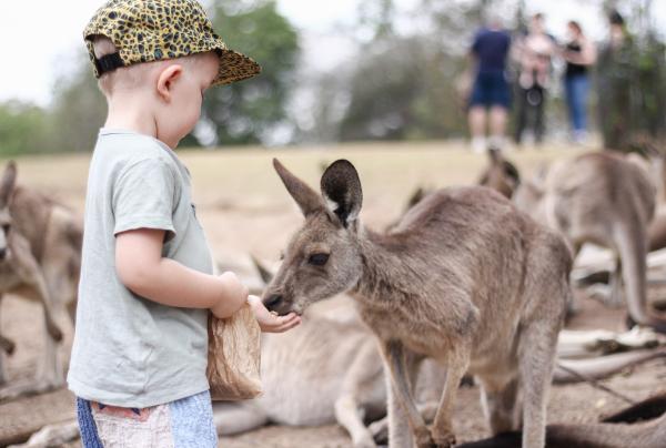昆士兰州，布里斯班，龙柏考拉保护区 © 龙柏考拉保护区版权所有