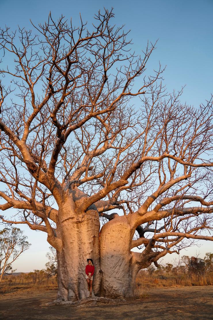西澳大利亚州，金伯利，酒瓶树 © 澳大利亚旅游局版权所有