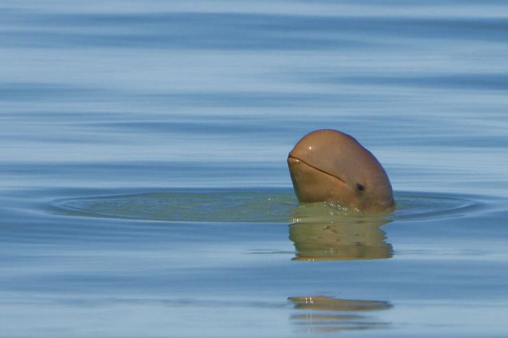 西澳大利亚州，布鲁姆，布鲁姆观鲸，短平鼻海豚 © Broome Whale Watching 版权所有