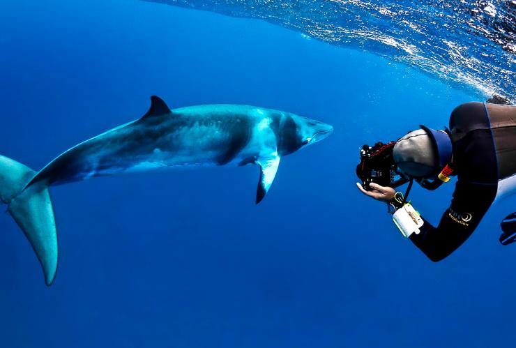 昆士兰州，凯恩斯，麦克博潜水探险，小须鲸 © Shae Callaghan 版权所有