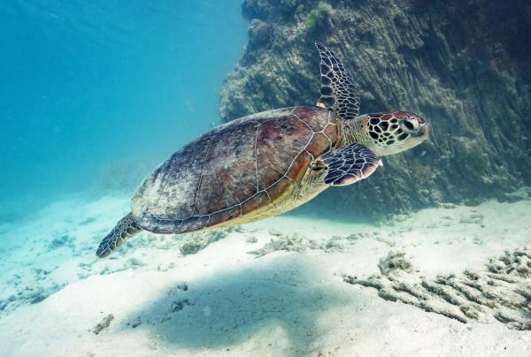 昆士兰州，海龙岛，海龟 © James Vodicka 版权所有