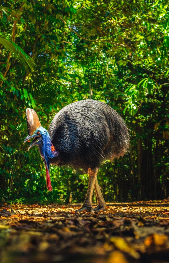 昆士兰州，戴恩树热带雨林中的食火鸡 © 昆士兰州旅游及活动推广局版权所有
