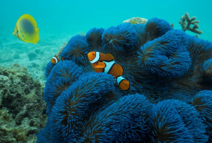 昆士兰州，法兰克群岛，蓝色海葵和小丑鱼 © Phil Warring 版权所有