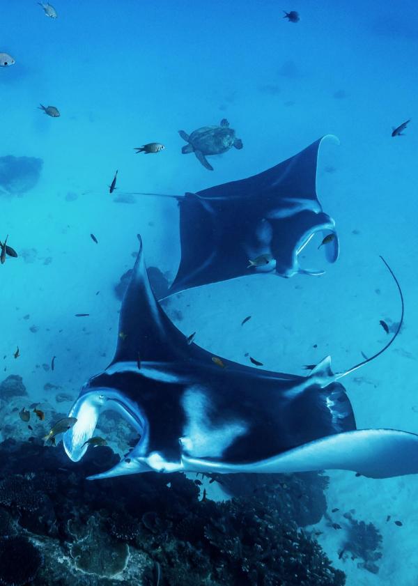 昆士兰州，伊利特女士岛，蝠鲼 © James Vodicka 版权所有