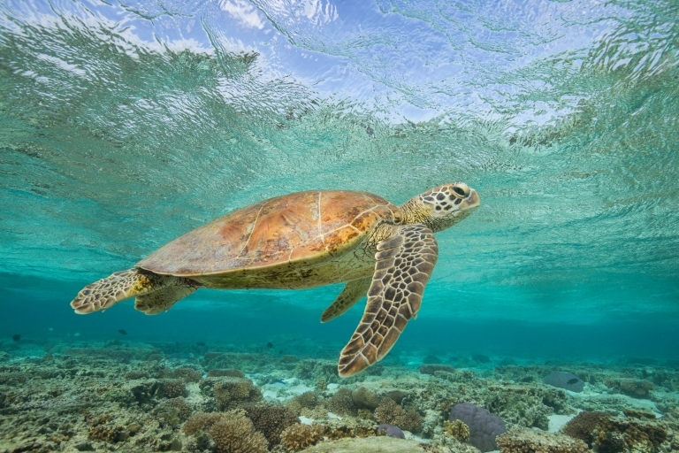 一只海龟在伊利特女士岛海岸附近的礁石上游泳 © Sean Scott Photography 版权所有