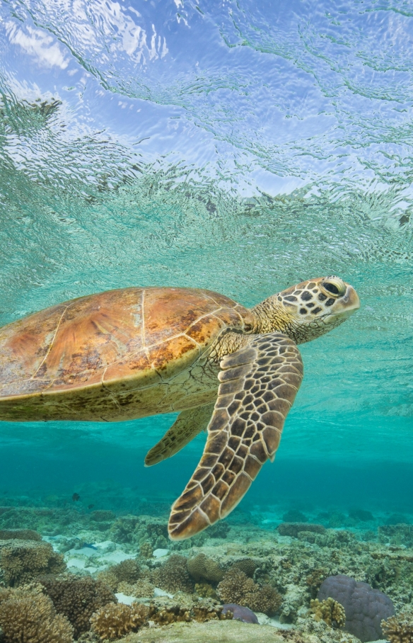 一只海龟在伊利特女士岛海岸附近的礁石上游泳 © Sean Scott Photography 版权所有