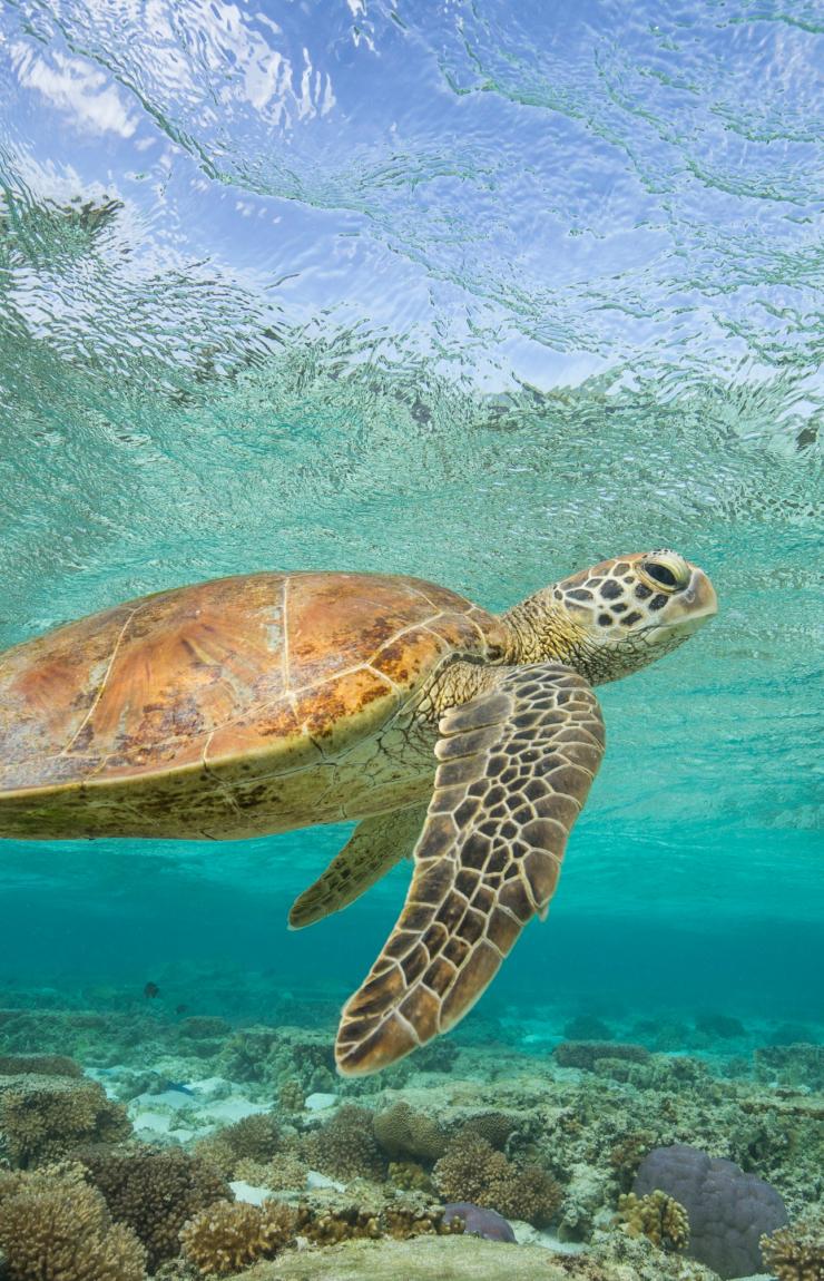 一只海龟在伊利特女士岛海岸附近的礁石上游泳 © Sean Scott Photography 版权所有