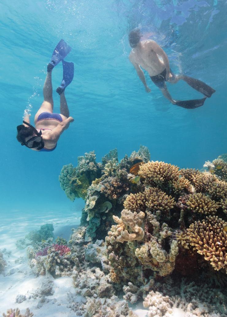 几名浮潜者在大堡礁的玛斯格雷夫女士岛附近的珊瑚上方潜水 © 昆士兰州旅游及活动推广局版权所有