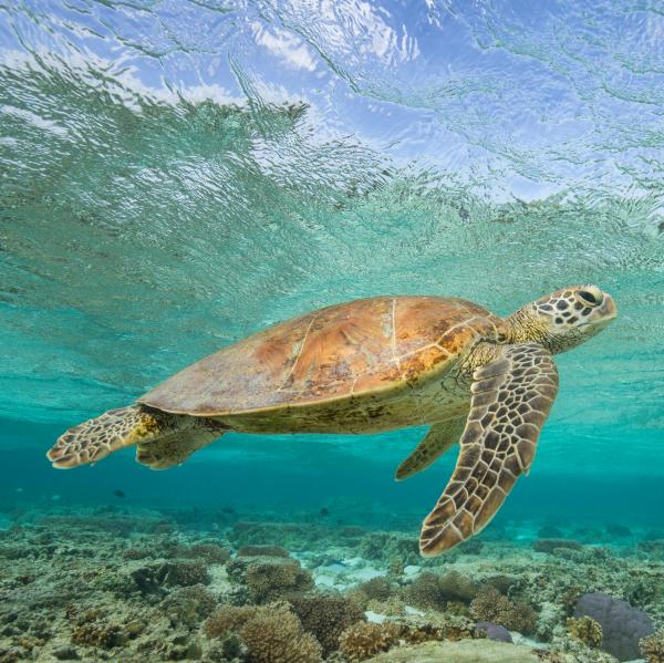 一只海龟在伊利特女士岛海岸附近的礁石上游泳 © Sean Scott Photography 版权所有
