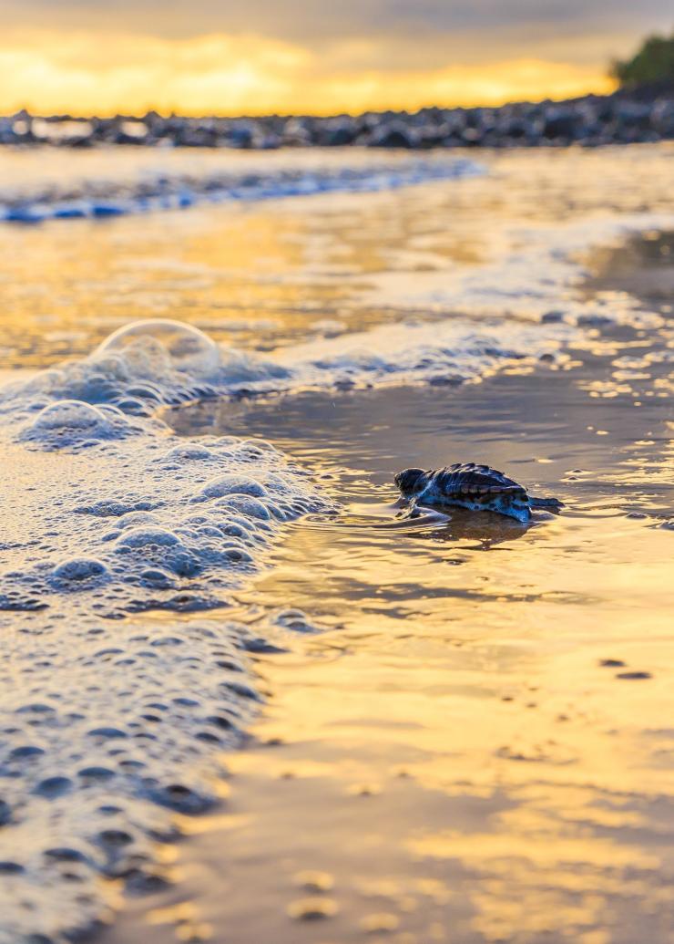 一只海龟在蒙利普斯海滩的水边孵化 © Jewels Lynch/昆士兰州旅游及活动推广局版权所有