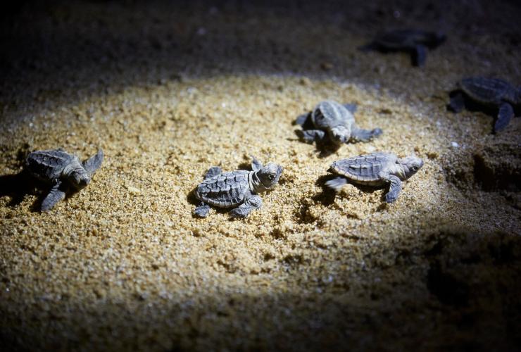 昆士兰州，蒙利普斯，蒙利普斯保育公园，海龟 © 澳大利亚旅游局版权所有