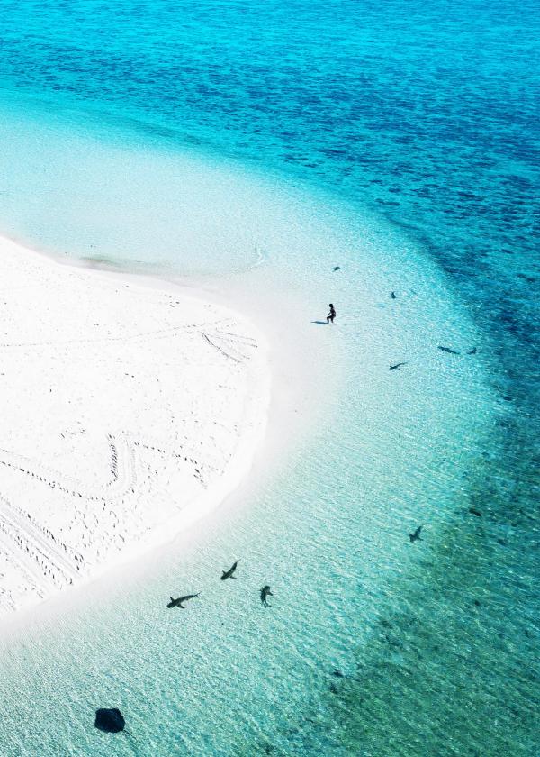 昆士兰州，大堡礁，海龙岛© James Vodicka