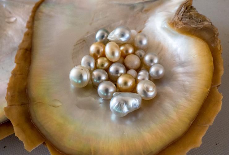 昆士兰州，托雷斯海峡群岛，周五岛，珍珠 © Mark Fitz 版权所有