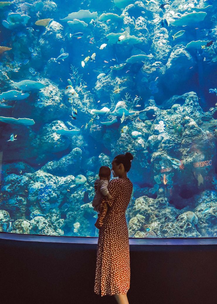 在凯恩斯的凯恩斯水族馆参观的一家人 © 热带北昆士兰旅游局版权所有