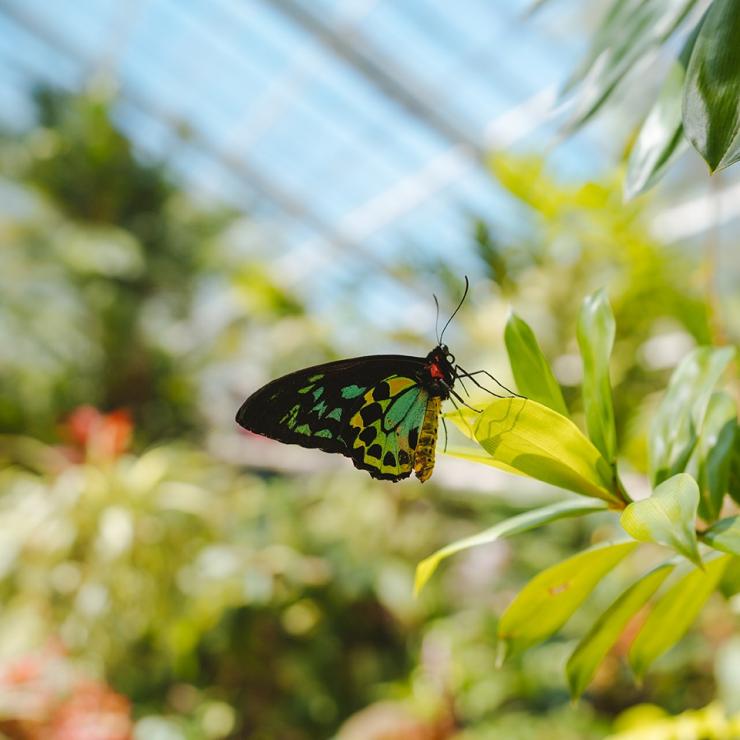  库兰达蝴蝶保护区的蝴蝶 © 澳大利亚旅游局版权所有
