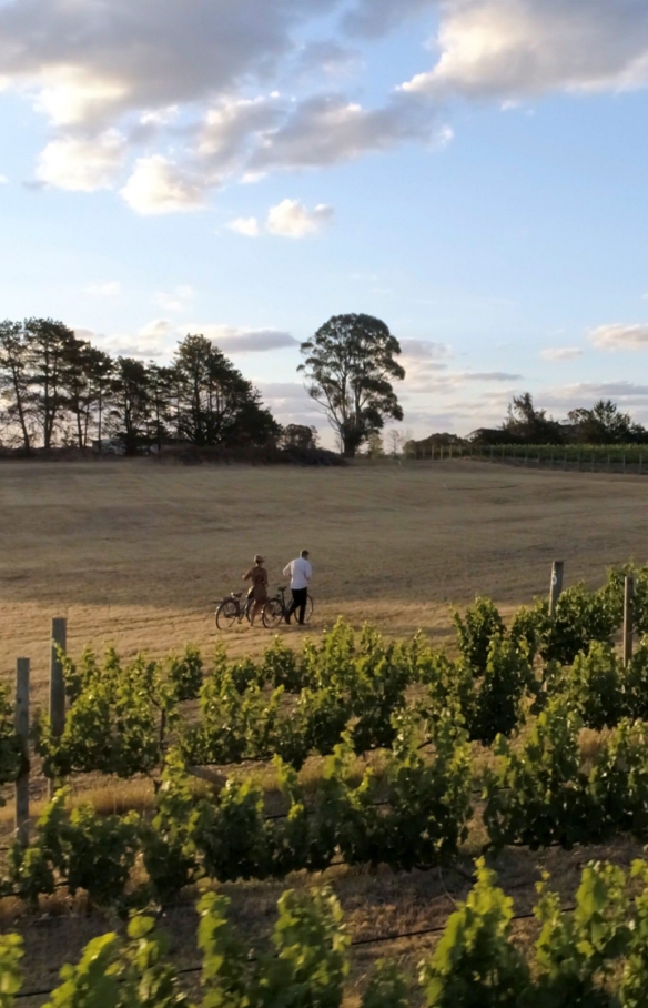  新南威尔士州穆任百特曼，几个人骑车游览 Clonakilla 葡萄园 © 新南威尔士州旅游局版权所有