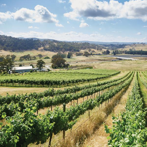 澳大利亚首都领地，马德拉，马德拉山葡萄园景色 © Stuart Miller 版权所有