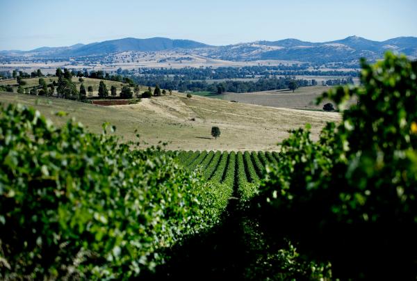 新南威尔士州，穆任百特曼，伊顿路酒庄 © 伊顿路酒庄版权所有