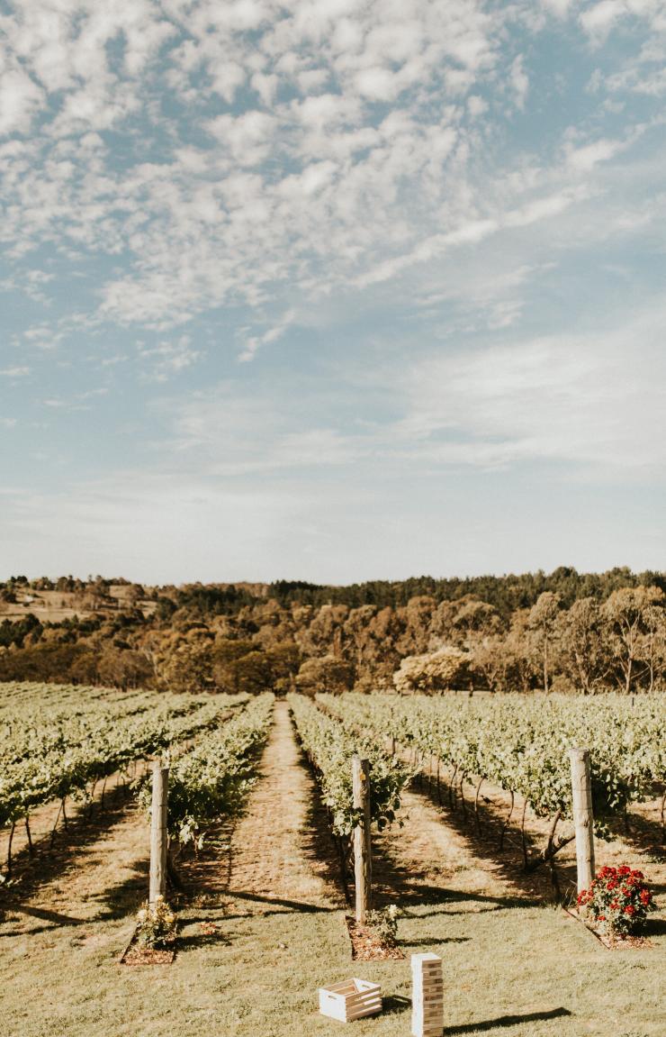 新南威尔士州，温伯因，Contentious Character © Contentious Character 版权所有