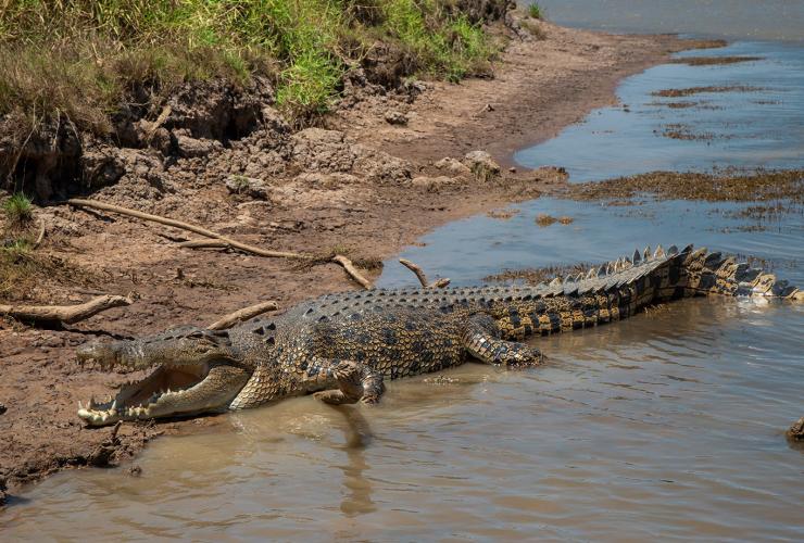 北领地，马拉凯，库鲁伯里水潭湿地巡游，鳄鱼 © Edwin Lais 版权所有