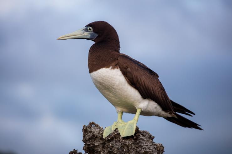圣诞岛，棕色鲣鸟（Brown Booby）© Paul Pichugin 版权所有