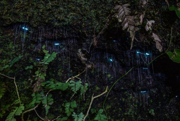 在坦伯林国家公园参加南十字星四驱车之旅组织的夜间萤火虫之旅 © 南十字星四驱车之旅版权所有