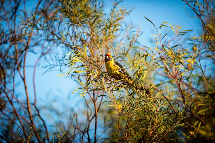 绿锦鹦（Platycercus caledonicus）© 塔斯马尼亚旅游局和 Rob Burnett 版权所有