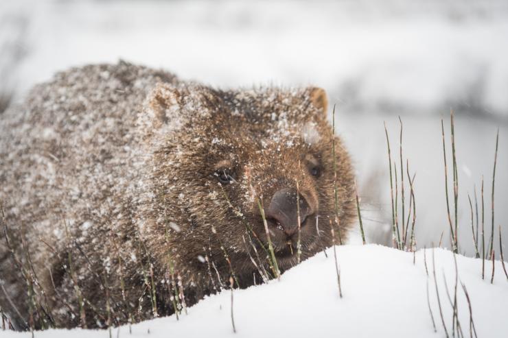 塔斯马尼亚州，摇篮山，雪中的袋熊 © Paul Fleming 版权所有