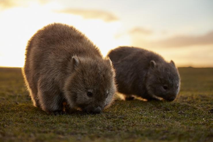塔斯马尼亚州，玛莉亚岛，袋熊 © 澳大利亚旅游局版权所有