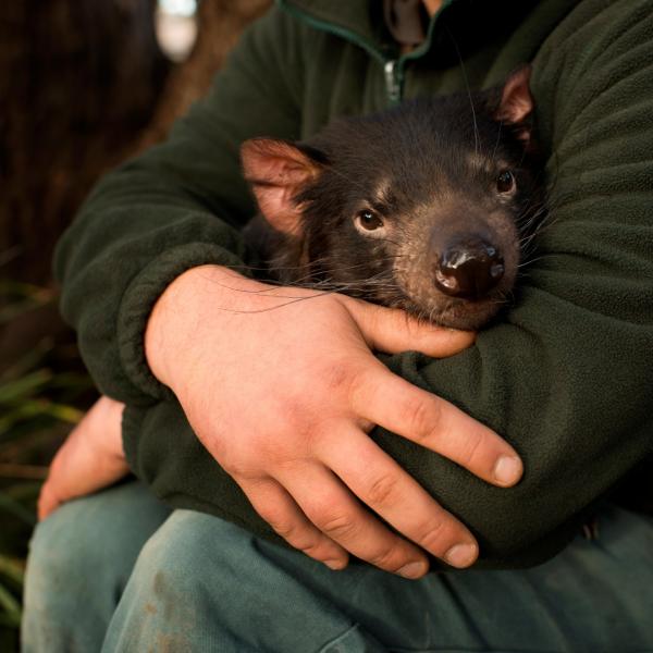 塔斯马尼亚州，布莱顿，波诺朗野生动物公园的塔斯马尼亚恶魔 © Joe McNally Photography 版权所有