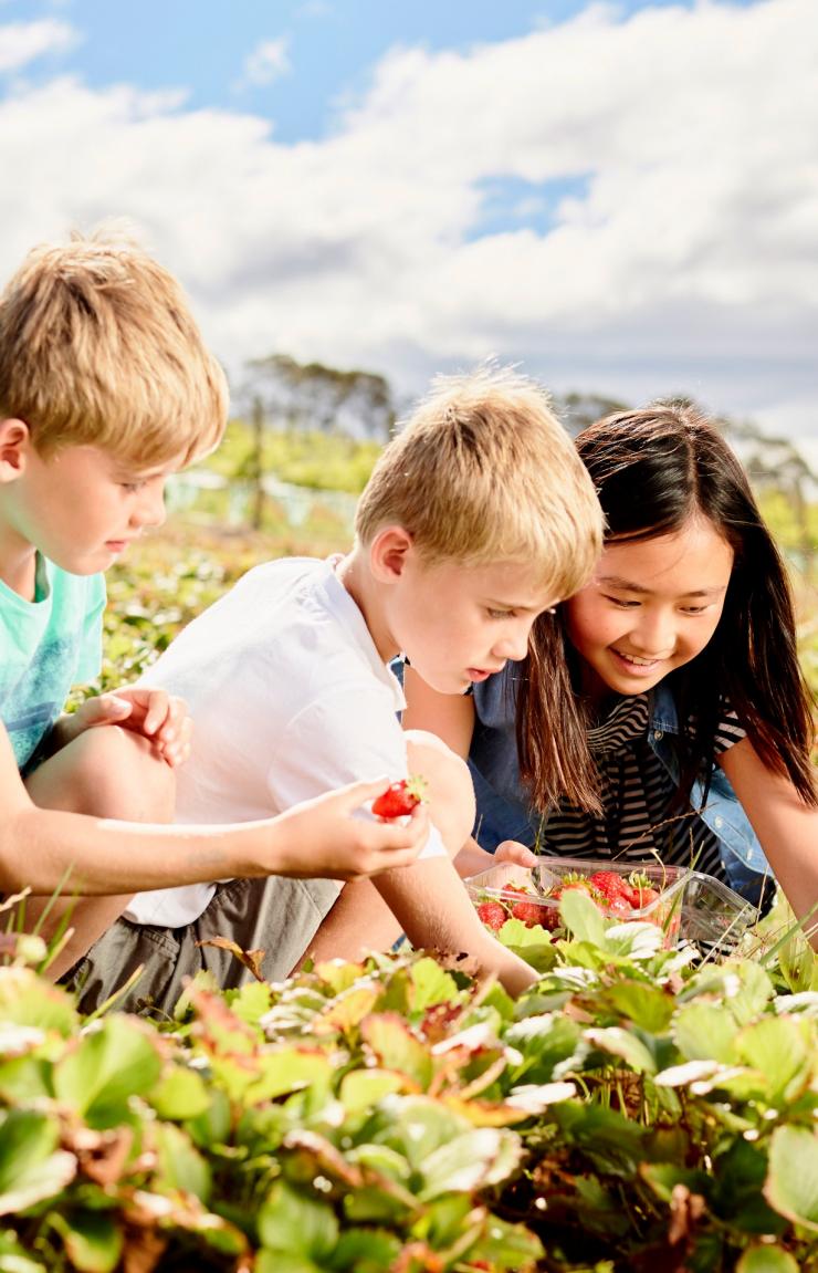 塔斯马尼亚州，剑桥，煤河农场 © 塔斯马尼亚旅游局版权所有