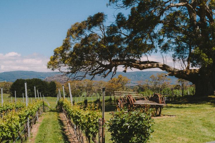 维多利亚州，戴尔斯福特，悬岩酒庄（Hanging Rock Winery）© Roberto Seba 版权所有