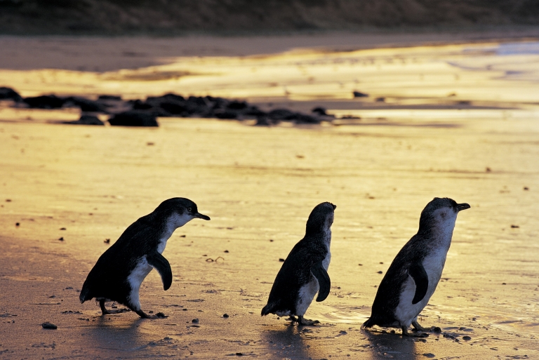 维多利亚州，菲利普岛天然公园（Phillip Island Nature Park），小企鹅 © 菲利普岛天然公园（Phillip Island Nature Park）版权所有