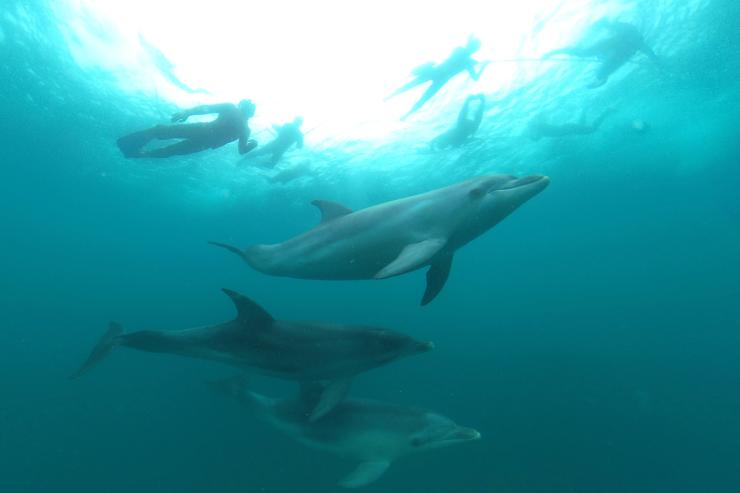 维多利亚州，女皇崖，Sea All Dolphin Swims © Sea All Dolphin Swims 版权所有