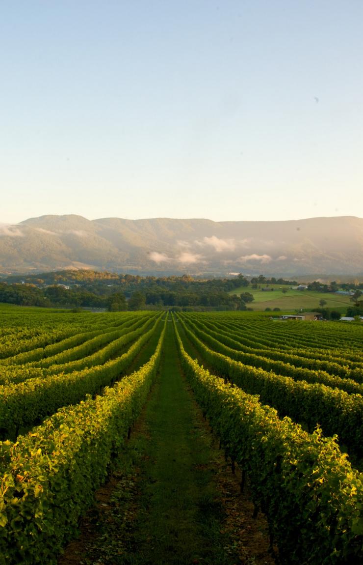 Bulong Estate Winery, Yarra Valley, VIC © Tourism Victoria