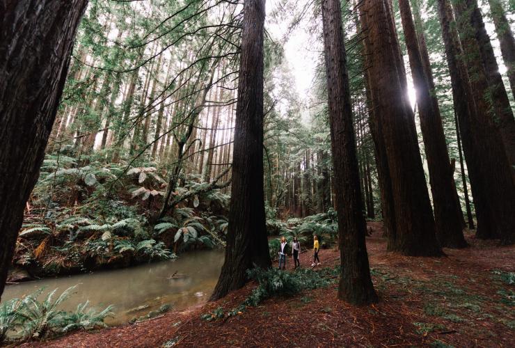 Californian Redwoods, Beech Forest, Victoria © Great Ocean Road Tourism