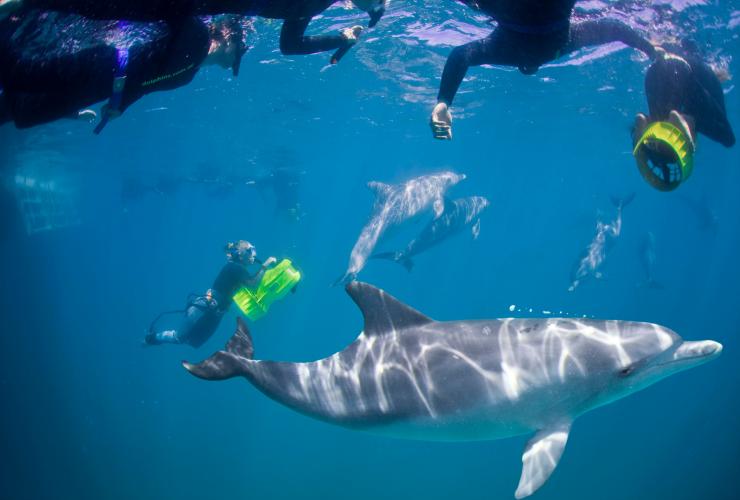 西澳大利亚州，罗金厄姆，罗金厄姆野生动物巡游公司的与海豚一起戏水游泳体验 © 罗金厄姆野生动物巡游公司版权所有